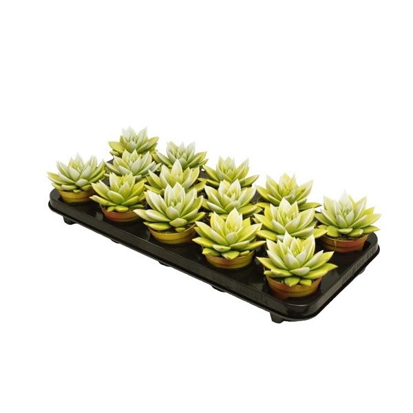 <h4>Echeveria bicoloured yellow/white</h4>