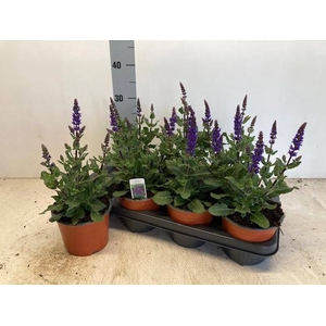 SALVIA NE SE DP BLUE