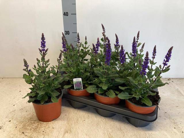 <h4>SALVIA NE SE DP BLUE</h4>