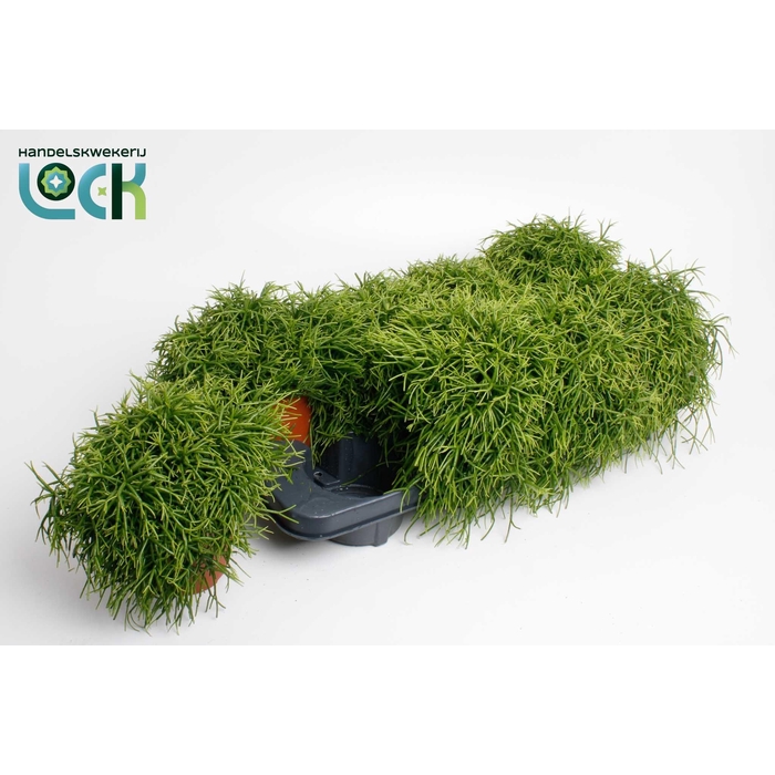 <h4>RHIPSALIS OV</h4>