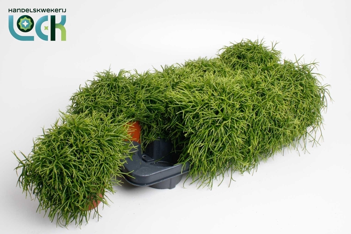 <h4>Rhipsalis Cassutha</h4>