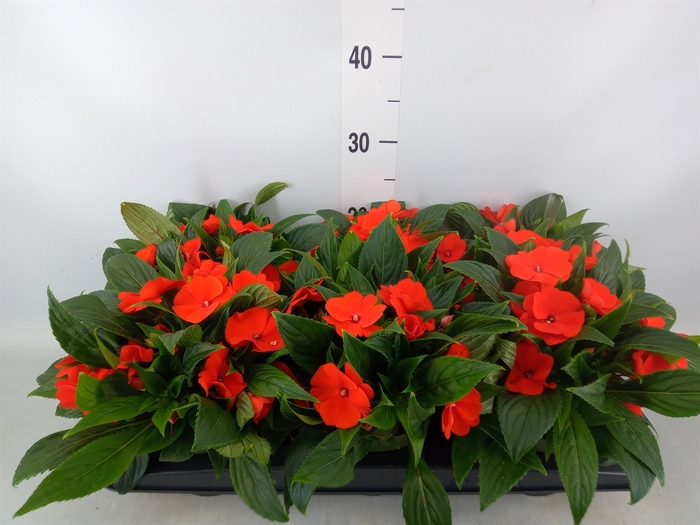 <h4>Impatiens NG 'Tamarinda Orange'</h4>