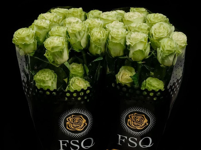 <h4>R GR Wasabi</h4>