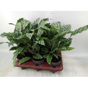 Calathea  'Freddie'
