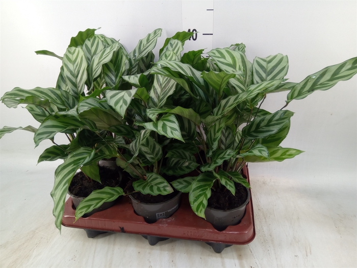 <h4>Calathea  'Freddie'</h4>