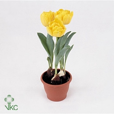 Tulipa DU 'Yellow Baby'