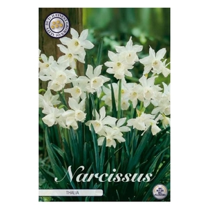 Narcissus Triandrus Thalia x7 12/+