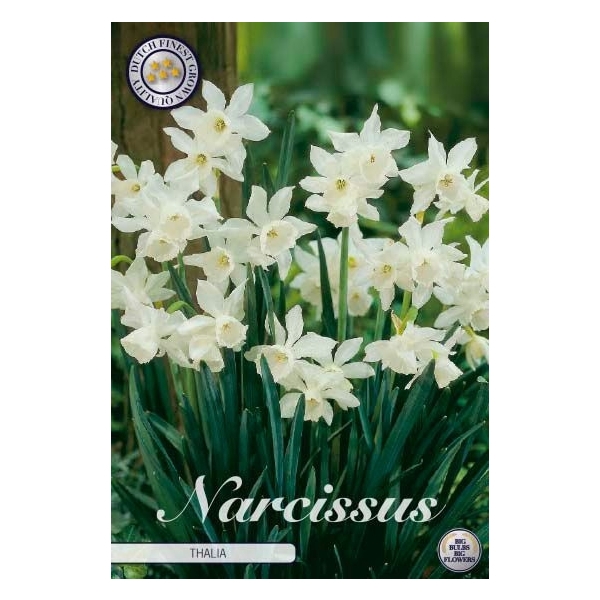 <h4>Narcissus Triandrus Thalia x7 12/+</h4>