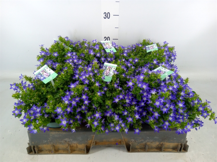 <h4>Campanula posch.</h4>