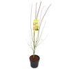 Acer palm. 'Going Green'® C10