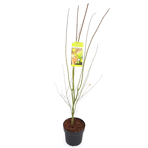 Acer palm. 'Going Green'® C10