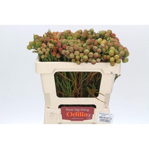 Kaaps Groen Ruby Berzelia