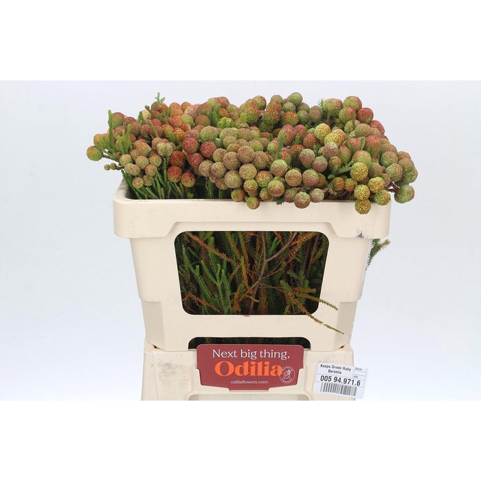 <h4>Kaaps Groen Ruby Berzelia</h4>