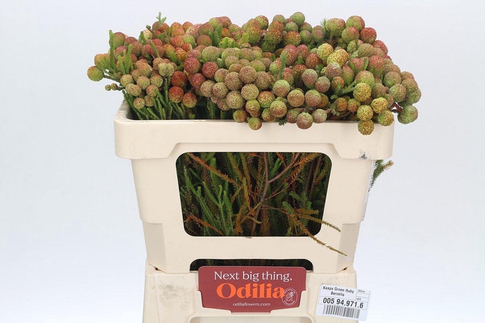 <h4>Cape Green Ruby Berzelia</h4>