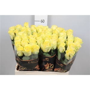 R Gr Minion Rose