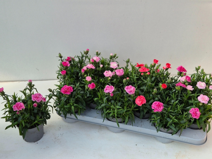 <h4>DIAN OSC GEM</h4>