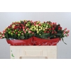 Hypericum Rainbow Romance