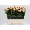 Paeonia Odile