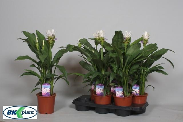 <h4>CURCU SIAM STARDUST</h4>