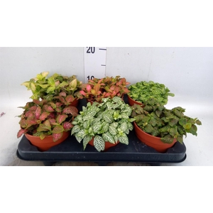 Fittonia   ...mix