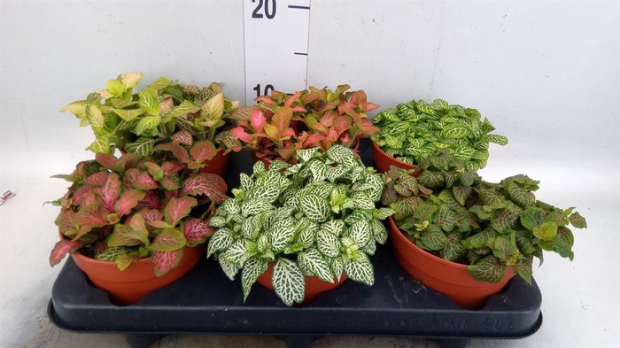 <h4>Fittonia   ...mix</h4>