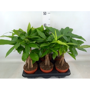 Pachira aquatica