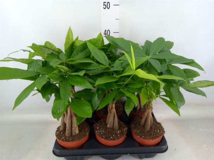 <h4>Pachira aquatica</h4>