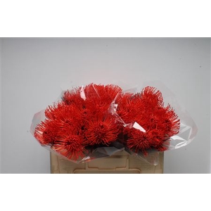 Leuco Klbh Red