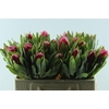 Protea Brenda