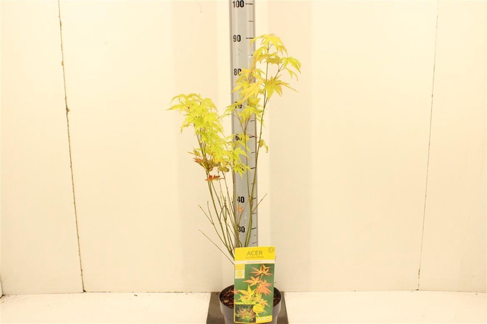 <h4>Acer Palm. Orange Dream P19</h4>