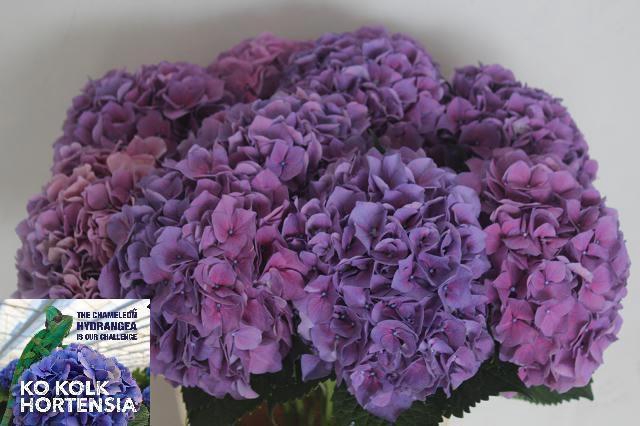 <h4>HYDR M CH CASSANOVA</h4>