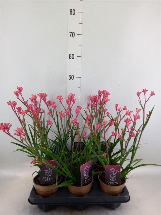 <h4>Anigozanthos   ...</h4>