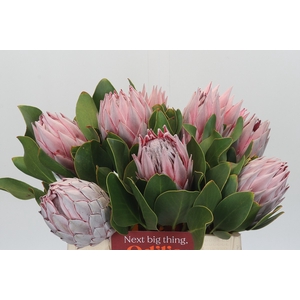 Protea Cynaroides