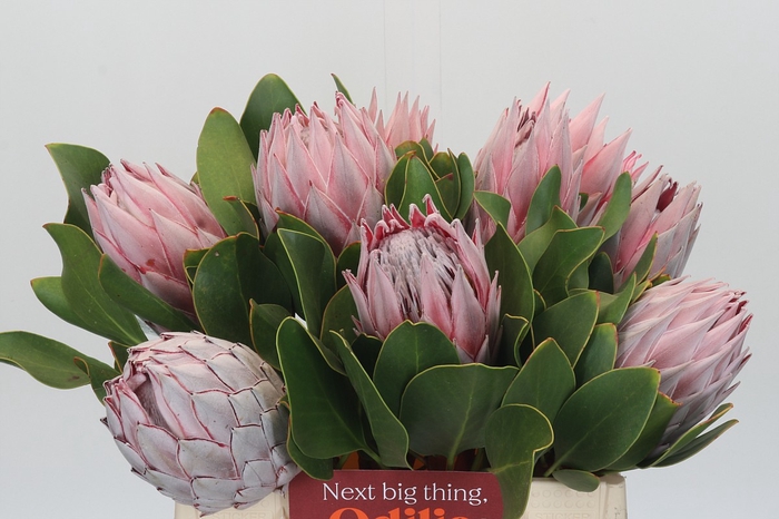 Protea Cynaroides