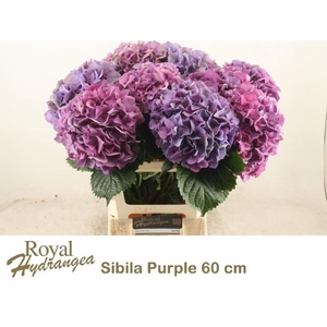 HYDR M SIBILLA PA