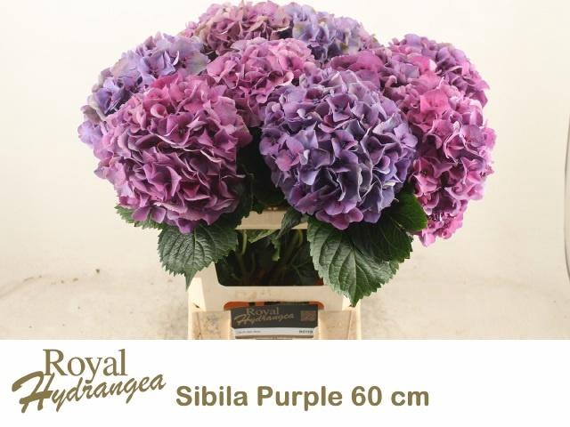 <h4>HYDR M SIBILLA PA</h4>