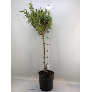 Olea europaea