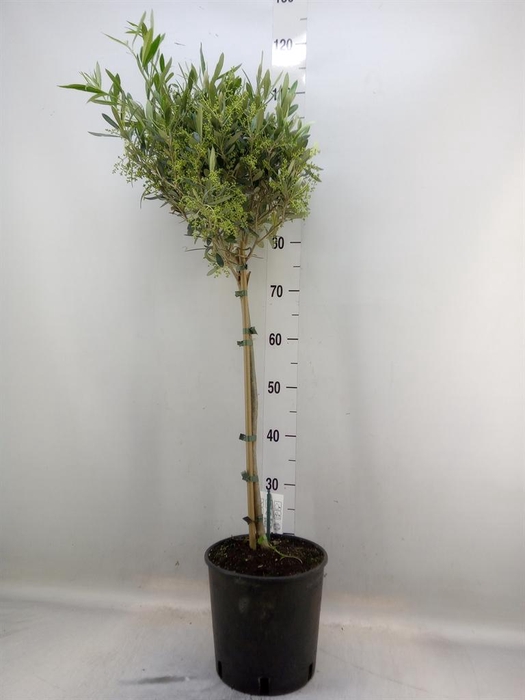 <h4>Olea europaea</h4>