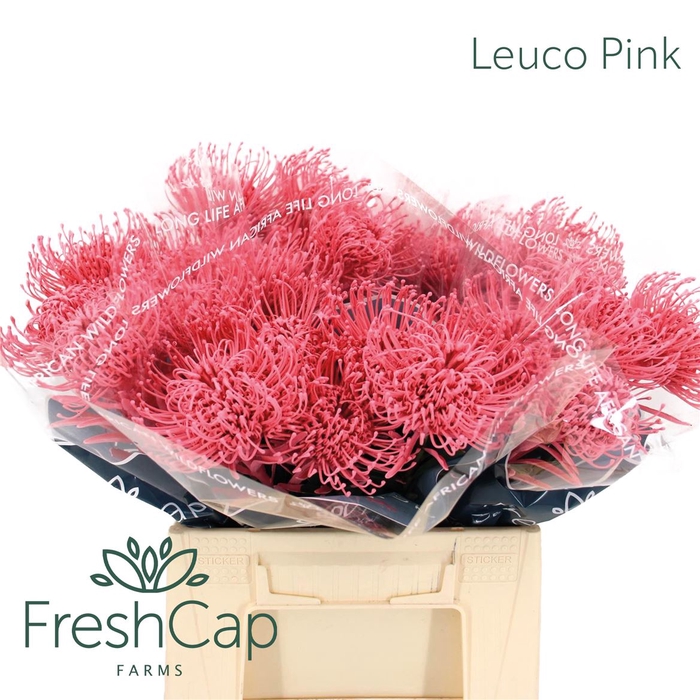 <h4>Leuco Pink</h4>