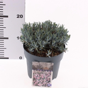 Andromeda polifolia 'Blue Lagoon'