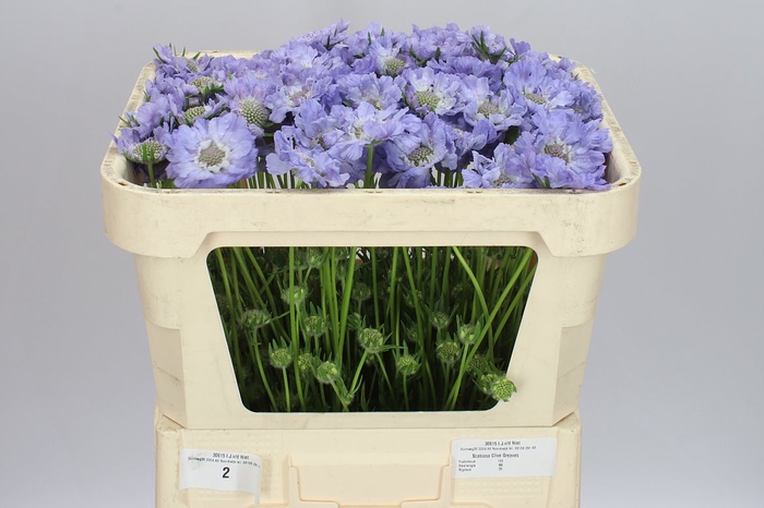 <h4>Scabiosa C Clive Greaves</h4>