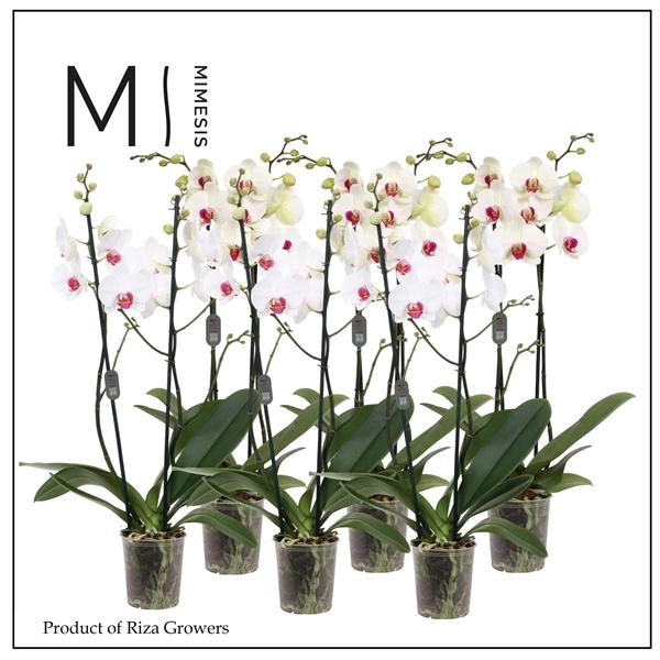 <h4>Mimesis Phal. Red Lip - 2 spike 12cm</h4>