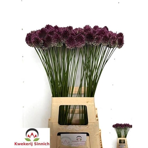 ALLIUM SPHAEROCEPHAL
