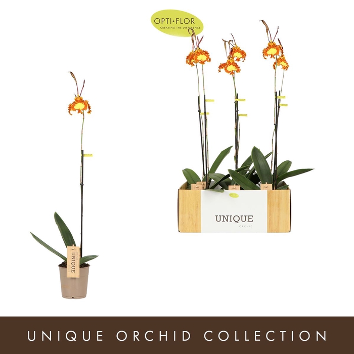 <h4>Orchideeen</h4>