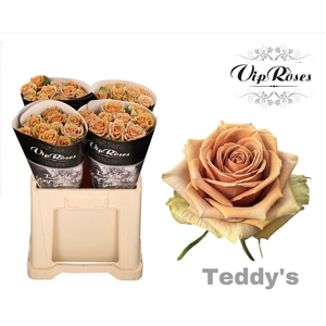 R GR TEDDYS x40