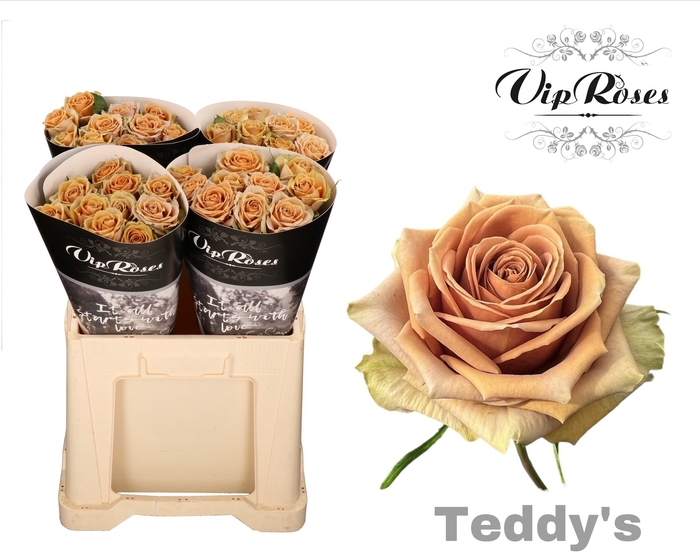 <h4>R GR TEDDYS x40</h4>
