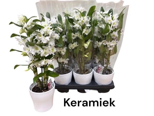 <h4>DEND NOBILE</h4>