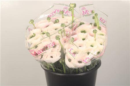 <h4>Ran.. Su B205 Extra</h4>