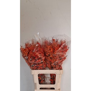 ILEX VE ORANGE GLOW