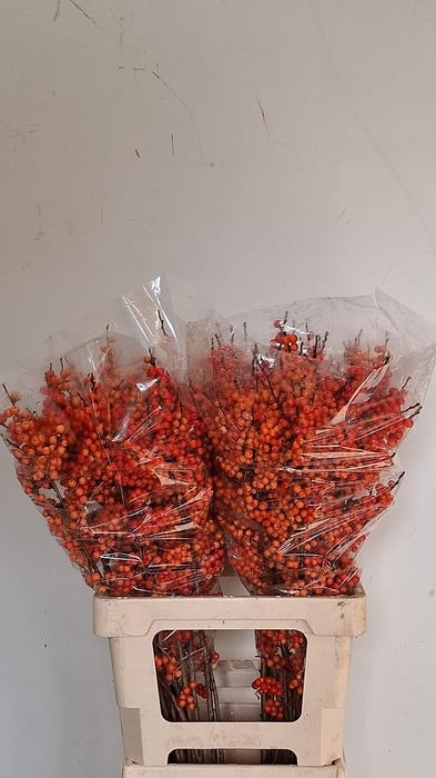 <h4>ILEX VE ORANGE GLOW</h4>